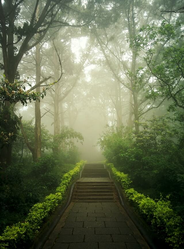 A stone walkway stretches into a bright but foggy forest.