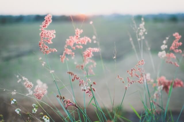 Pastel pink flowers and grass sit in the foreground with a sunset behind.