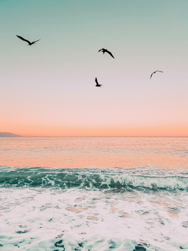 Four birds fly over the waves at a beach at sunset.